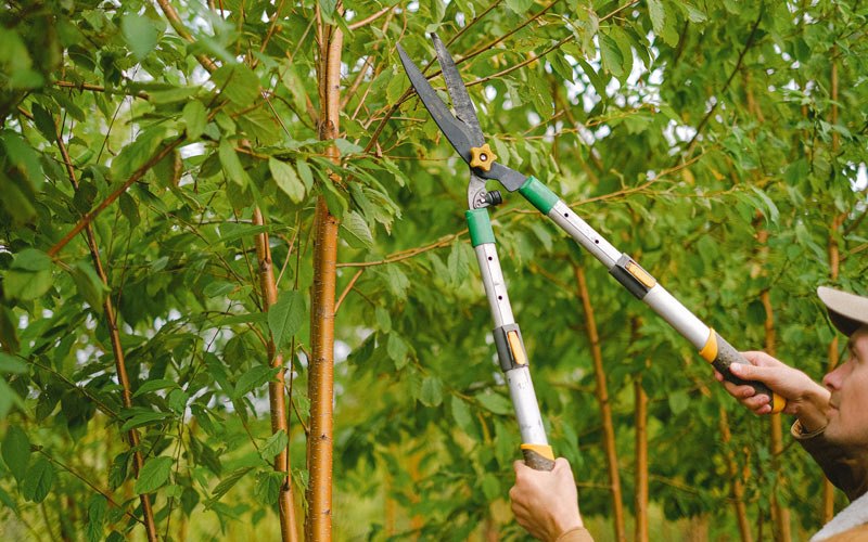 Tree trimming in Garrochales, PR